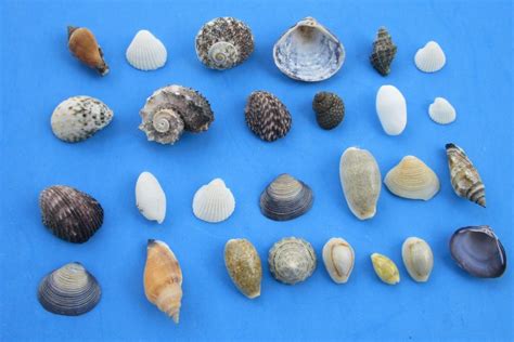 Bulk Tinysmall Mixed Seashells From The Philippines 12 Inch To 2 Inches