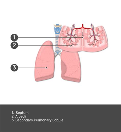 Secondary Pulmonary Lobules Of The Lungs Getbodysmart