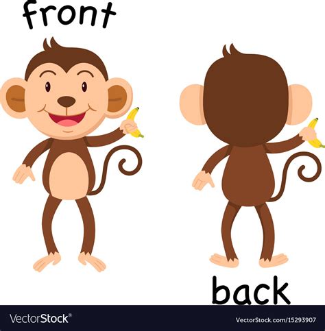 Opposite Words Front And Back Royalty Free Vector Image
