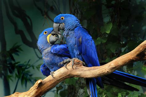 Hyacinth Macaw A Z Animals