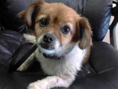 Maybe you would like to learn more about one of these? Spca Near Me Puppies