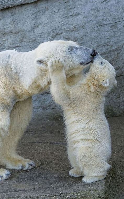 Pin By Patti Rowe On Aww In 2020 Baby Polar Bears Funny Bears Animals