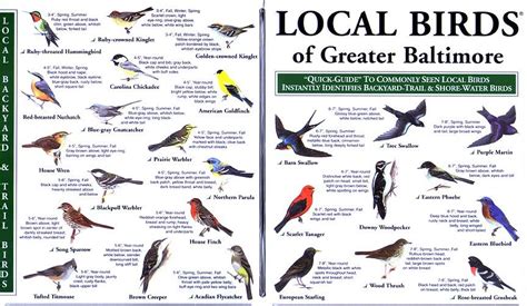 Maryland Birds Bird Identification Backyard Birds Wild Birds