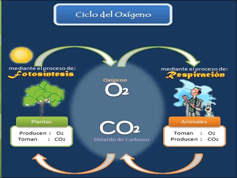 Ciencias Naturales Primaria Ciclo Del Oxigeno