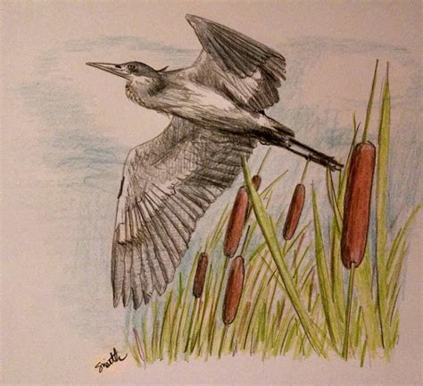Blue Heron In Flight In Color Pencil Wildlife Art Art Drawings