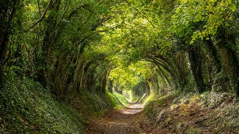Halnaker Tree Tunnel Near Chichester West Sussex © Lois Gobe