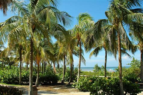 What Are The 12 Palm Trees Native To Florida Gardening Channel