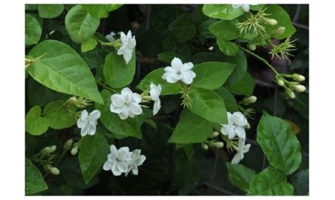 5 Maid Of Orlean Jasmine Seeds Rare Tree Tropical Fragrant Etsy