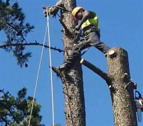 Felling, section felling and dismantling of any tree in herts & beds. Wilson's Tree Felling - Posts | Facebook