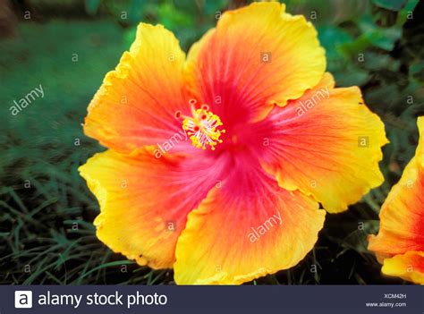 Center Of A Hibiscus Flower Eveliza Tumisma