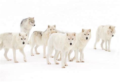 Arctic Wolves Canis Lupus Arctos Standing In The Winter Snow In