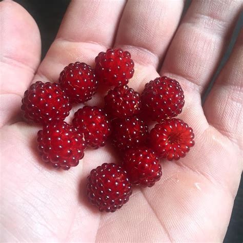 ʚ♡ɞ Berrysmolbear Weasley Aesthetic Red Aesthetic Berries