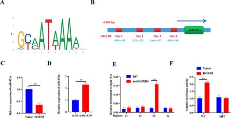 transcription factor hoxd9 negatively regulates mir 451a by directly download scientific