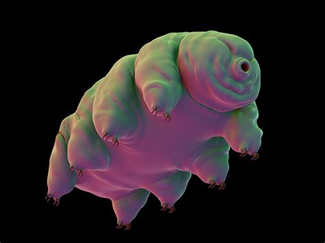 Scientists Worried By Thousands Of Tardigrades Crash Landing On The