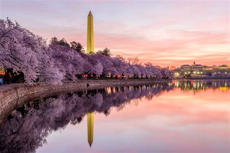 Washington Dcs Cherry Blossoms Are Blooming Early This Year Heres