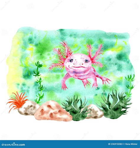 Watercolor Cute Axolotl Swimming In Water Painting Illustration Stock