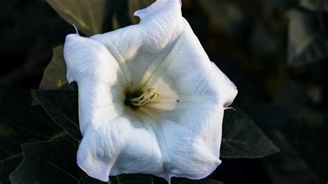 How To Grow Night Blooming Moonflowers In Your Garden 2024 Masterclass