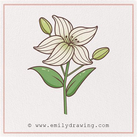 How To Draw A Realistic Lily Flower Step By Best Flower Site