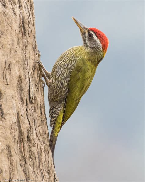 Streak Throated Woodpecker Corbett Np India Daves Travelogues