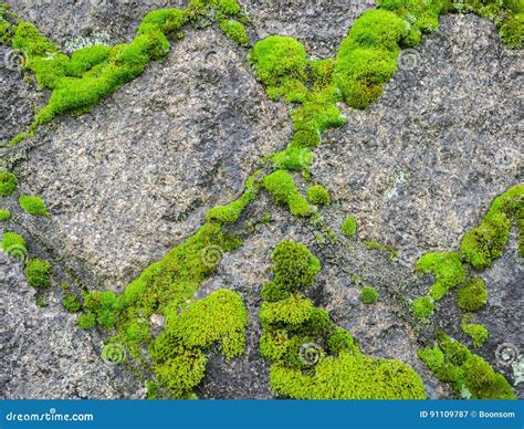 Stone Wall With Moss Background Stock Image Image Of Pattern Fungus