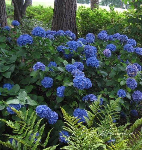 Hydrangea Macrophylla ‘enziandom Kiefer Nursery Trees Shrubs