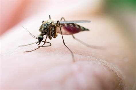 Mosquito Bites 10 Reasons You Get Bitten The Healthy
