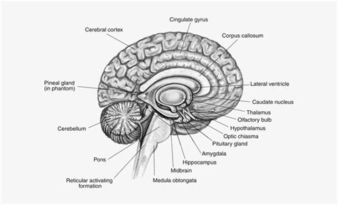 Labeled Diagram Of A Brain