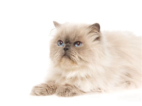 31 Most Beautiful Persian Cat Pictures And Photos