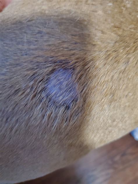 My Dog Had A Weird Circular Spot Puffed Up On Her Hair I Started