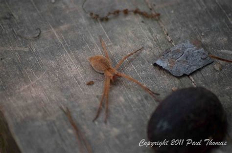 6 Legged Spider Flickr Photo Sharing