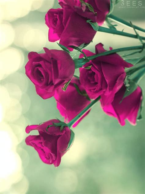 Beautiful Roses Images With Quotes Shortquotescc