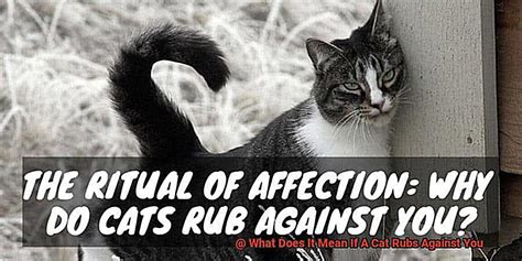 What Does It Mean If A Cat Rubs Against You