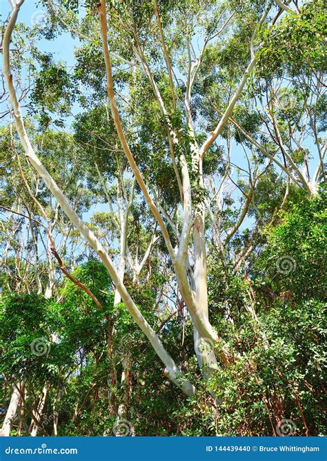 White Gum Eucalyptus Tree Australia Stock Photo Image Of Ecology