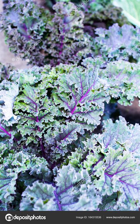Red Kale Leaves In Garden — Stock Photo © Yingko 164315536