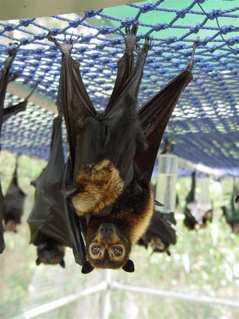 Spectacled Flying Fox 7 Adorable Animals That You Might Not Be