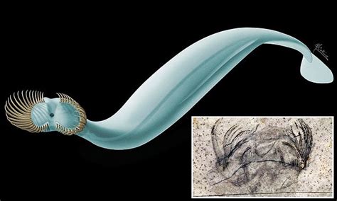 Tiny Prehistoric Sea Worm Had 50 Head Spines Daily Mail Online