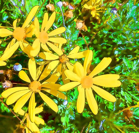 Yellow Wildflowers Free Stock Photo Public Domain Pictures