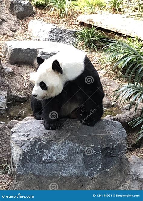 Panda Awake In Calgary Stock Image Image Of Walk Panda 124148031