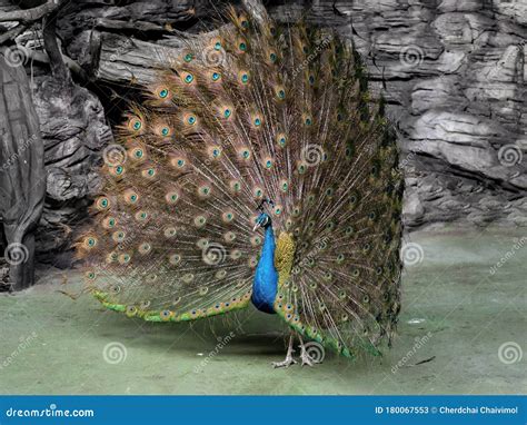 Close Up Male Indian Peafowl Or Indian Peacock Is Spreading Feathers Stock Image Image Of