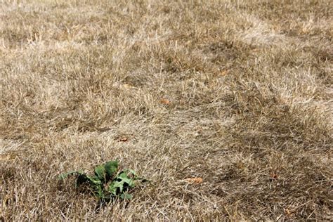 Bringing A Dead Lawn Back To Life Illinois Country Living Magazine