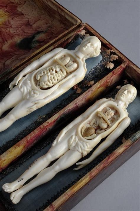 two ivory anatomical figures female and male france 1701 1800 science museum group