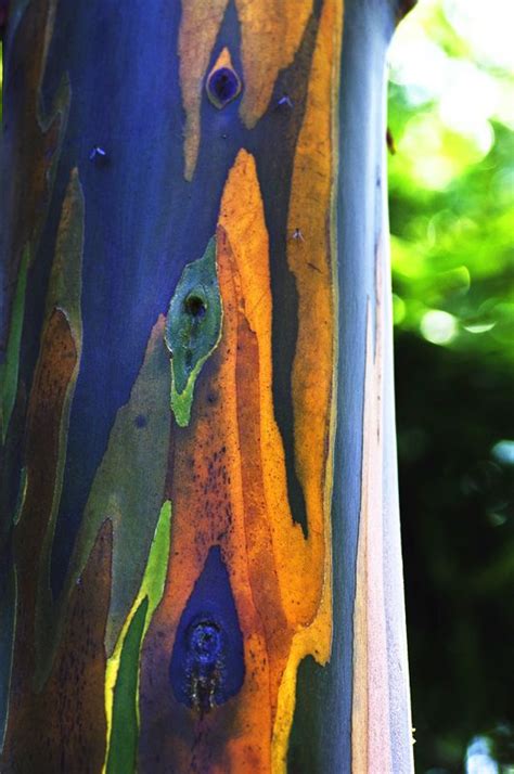 Rainbow Eucalyptus 2 Tree Art Rainbow Eucalyptus Tree Rainbow