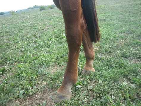 Swollen Left Hind Leg Equines Horses Animals