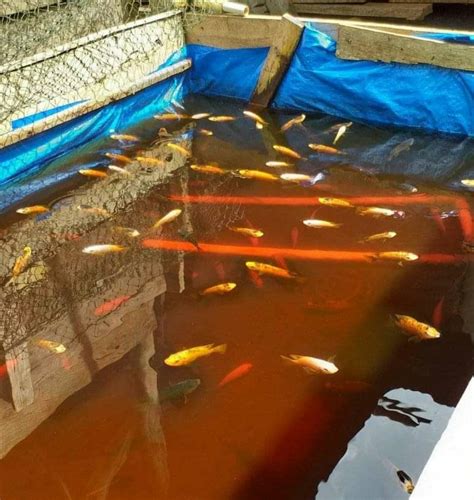Budidaya Ikan Nila Kolam Terpal Bulat Tentang Kolam Kandang Ternak My