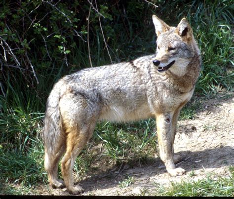 Foe example, if interested, we are having free lunch. Why you might see more coyotes soon, and what to do if you ...