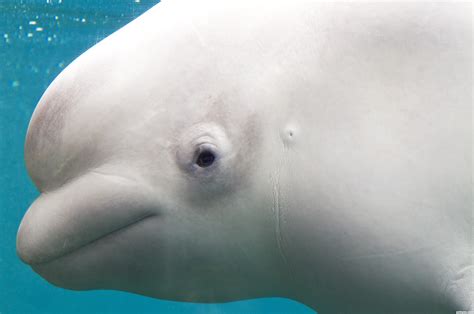 Beluga Whale Picture By Unclejimmy For White Photography Contest