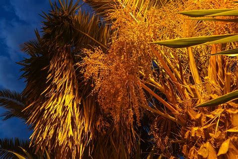 Hd Wallpaper Date Palm Dates Plant Fruits Tree Growth Sky