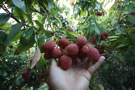 Lychee is the sole member of the genus litchi in the soapberry family, sapindaceae. minneth.NOODLEZ.nguyen: My Mango & Lychee Tree