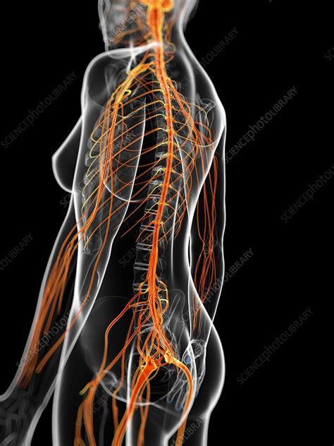 Female Nervous System Artwork Stock Image F0095391 Science
