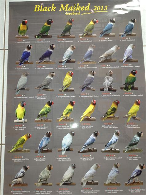 finding the perfect name for your lovebird bird lover